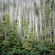 Image for article titled Climate Change Means This Tree May Soon Become An Endangered Species